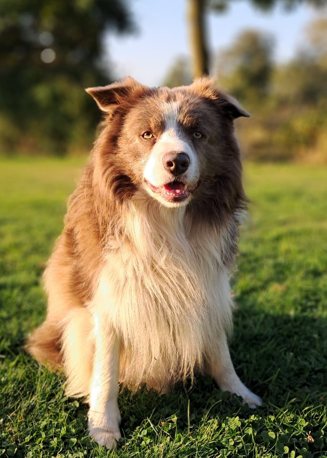 Tripel — co-therapeut